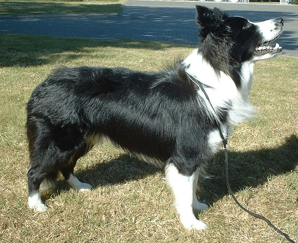 Border Collie (Best Dog Breeds For Families)