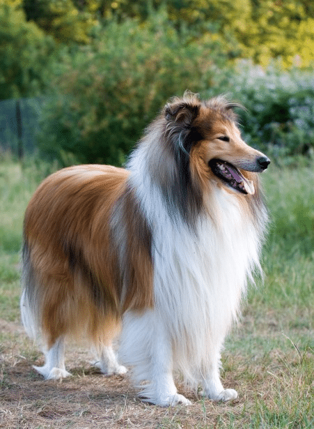 Collie (Best Dog Breeds For Families)