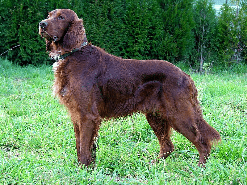  Irish Setter (Top Dog Breeds For Families)